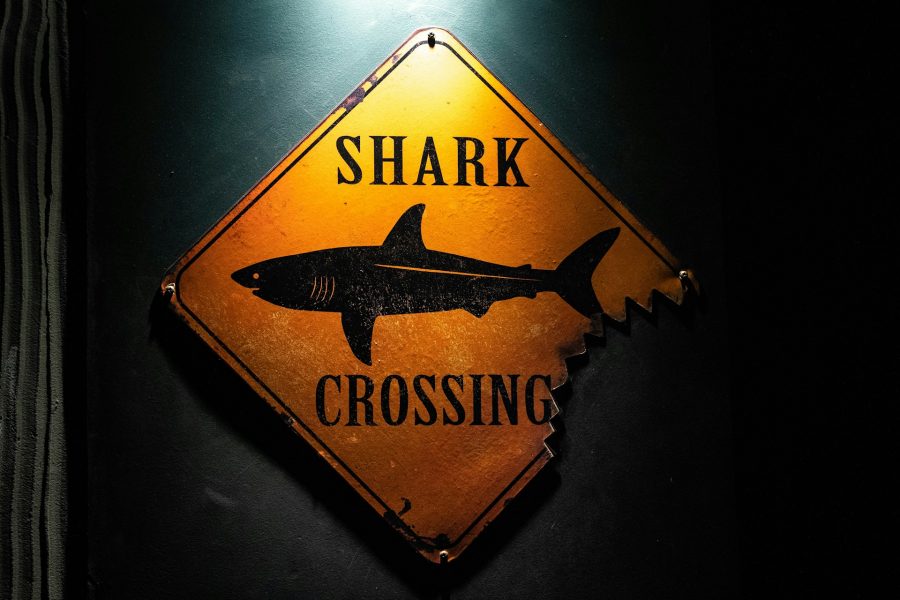 Moře, kde nejsou žraloci: Nejlepší místa pro bezpečné koupání i surfování!